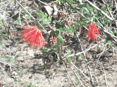 calliandra californica flower 2 KM